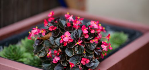 Plantes vivaces pour jardinières pour un jardin fleuri toute l'année