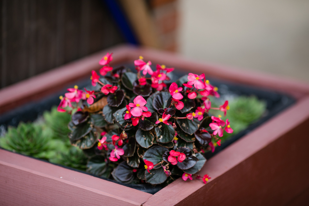 Plantes vivaces pour jardinières pour un jardin fleuri toute l'année