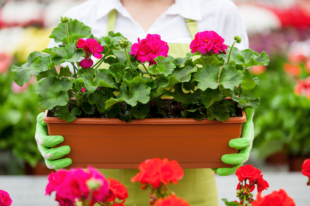 les Plantes vivaces pour jardinières pour un jardin fleuri toute l'année