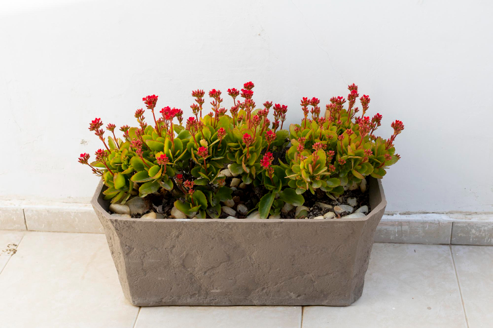 les Plantes vivaces pour jardinières 